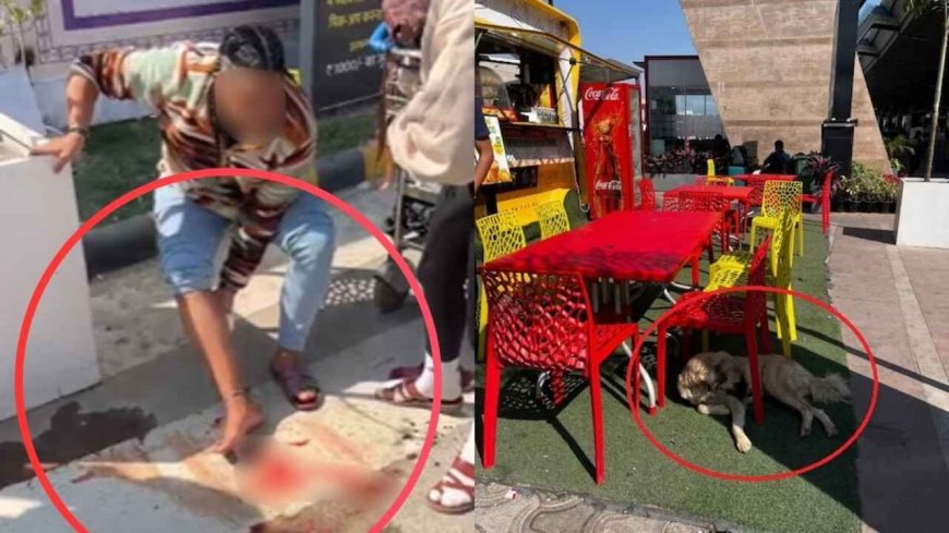 जयपुर एयरपोर्ट पर दहशत: दिल्ली से आई महिला यात्री पर कुत्ते का हमला, टर्मिनल पर मचा हड़कंप